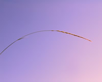 wallpaper gratuit