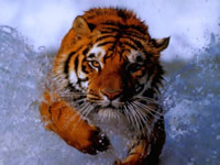 plus jolie photo