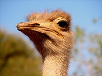 photo gratuite